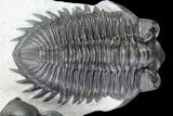 Triple Coltraneia Trilobite Association - Huge Faceted Eyes #87581-9